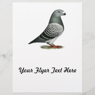 Show Racer Blue Chequered Pigeon Flyer