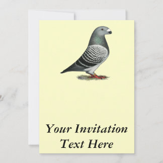 Show Racer Blue Chequered Pigeon Invitation