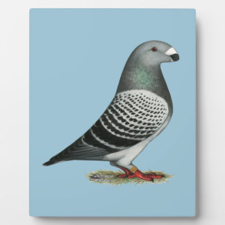 Show Racer Blue Chequered Pigeon Plaque
