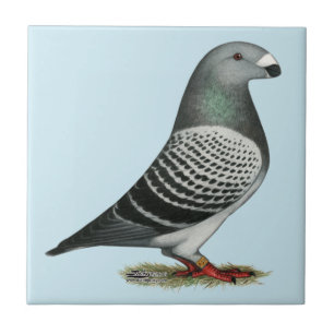 Show Racer Blue Chequered Pigeon Tile
