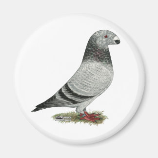 Show Racer Grizzle Magnet