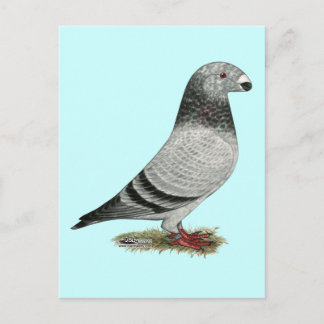 Show Racer Grizzle Postcard