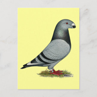 Show Racer Mismark Postcard