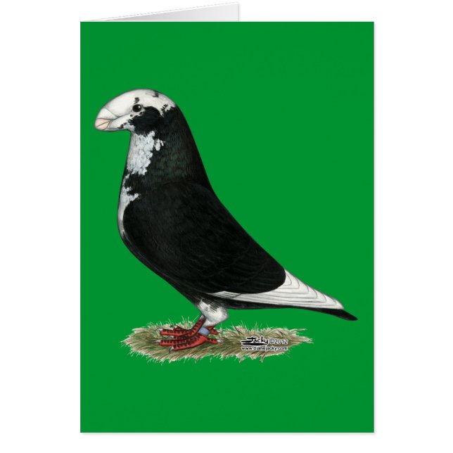 Show Racer Pied (Front)