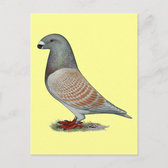 Show Racer Recessive Opal Postcard (Front)