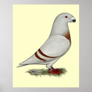 Show Racer Red Bar Pigeon Poster