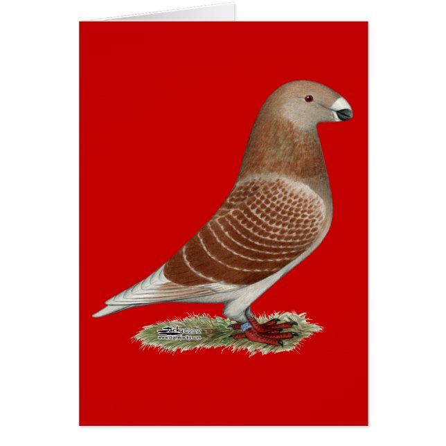 Show Racer Red Check (Front)