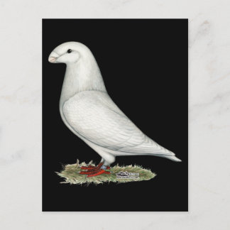 Show Racer White Postcard