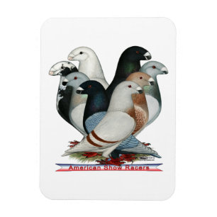 Show Racers Eight Magnet