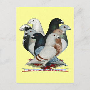Show Racers Eight Postcard
