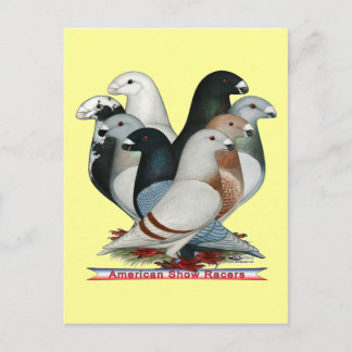 Show Racers Eight Postcard