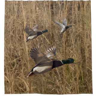 Shower Curtain Mallard Ducks Flying Over Marsh