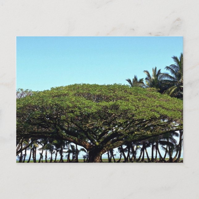 Shower tree by beach, Hilo, Hawaii Postcard (Front)