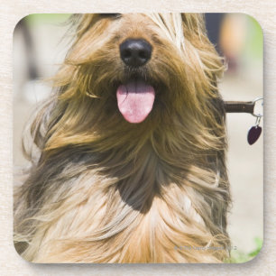 showing tongue, long hair, portrait coaster