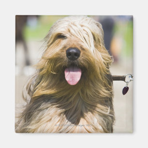 showing tongue, long hair, portrait magnet