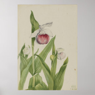 Showy Lady's Slipper (Cypripedium reginae) Poster
