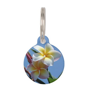 Showy Plumeria Frangipani Blooms Pet Tag