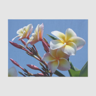 Showy Plumeria Frangipani Blooms Tissue Paper