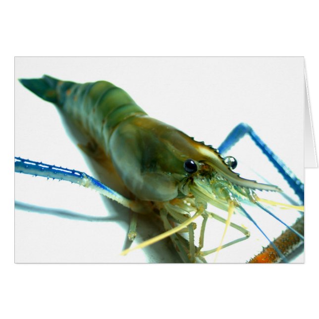 shrimp (Front Horizontal)