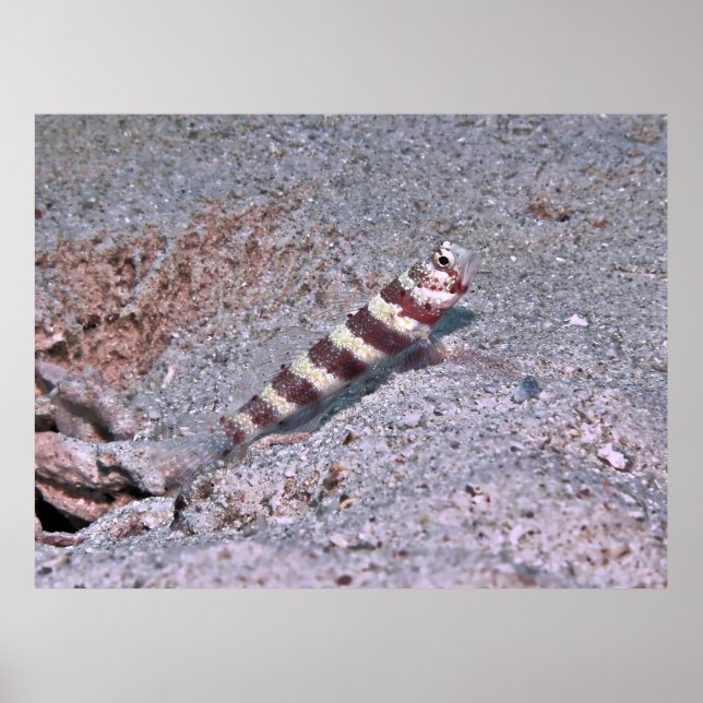 Shrimp Goby on Watch Poster (Front)