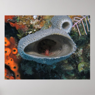 Shrimp in a Sponge Poster