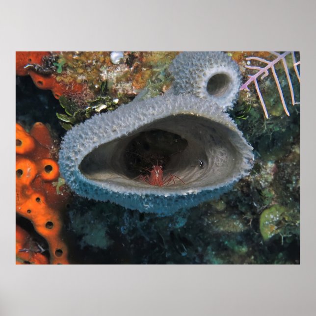 Shrimp in a Sponge Poster (Front)