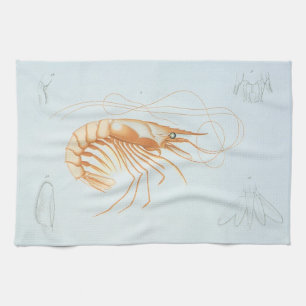 Shrimp or Prawn, Vintage Marine Life Ocean Animals Tea Towel
