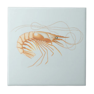 Shrimp or Prawn, Vintage Marine Life Ocean Animals Tile