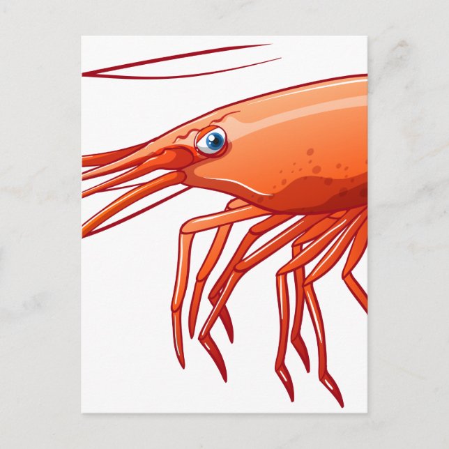 Shrimp Postcard (Front)