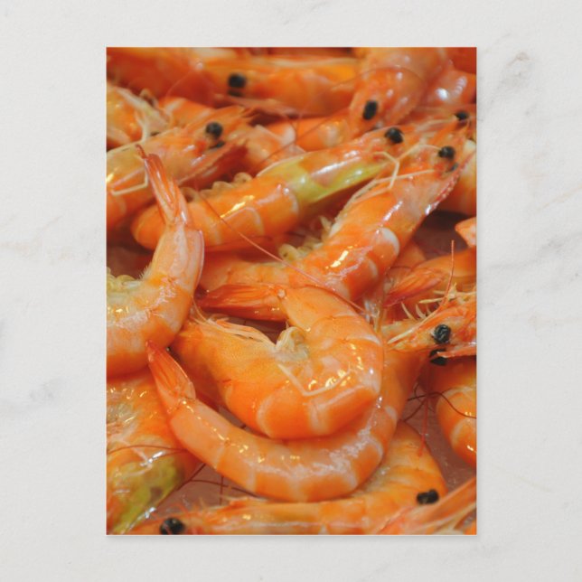 Shrimp Prawns Postcard (Front)