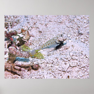 Shrimps and Shrimp Goby Poster