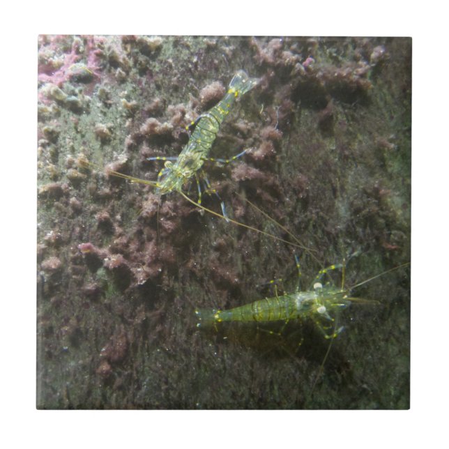 Shrimps Small (4.25" x 4.25") Ceramic Photo Tile (Front)