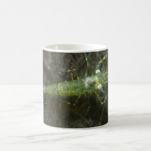 Shrimps  White Coffee Mug