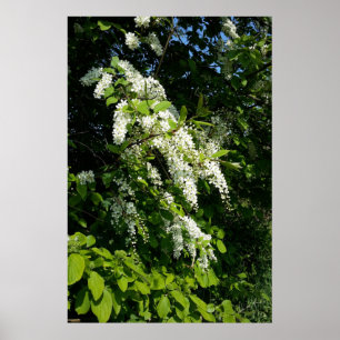 Shrub with white flowers poster