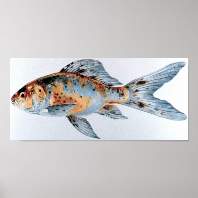 Shubunkin goldfish Portfolio Poster (Front)