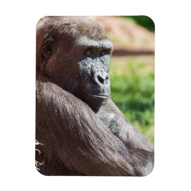 Shufai the Gorilla Basking in the Sun Magnet (Vertical)