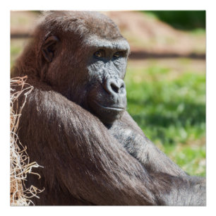 Shufai the Gorilla Basking in the Sun Poster
