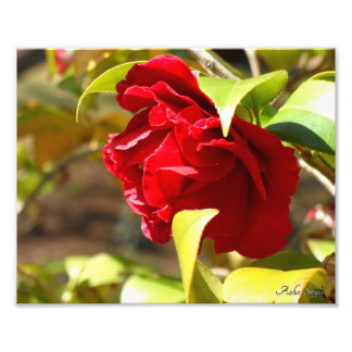 Shy Camelia Photo Print