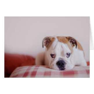 Shy English Bulldog Puppy