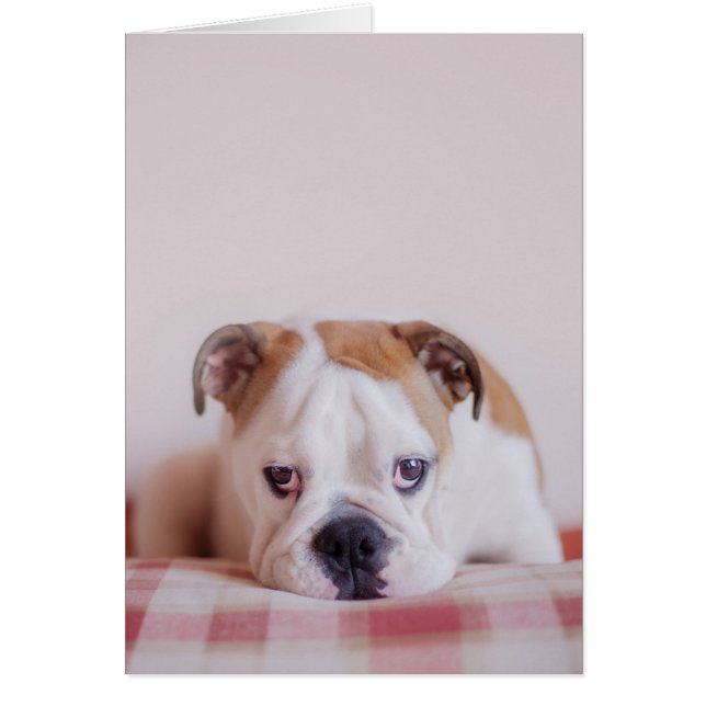 Shy English Bulldog Puppy (Front)