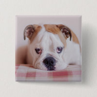 Shy English Bulldog Puppy