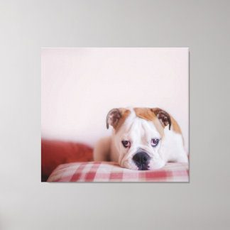 Shy English Bulldog Puppy Canvas Print