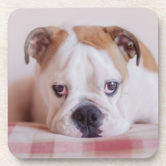 Shy English Bulldog Puppy Coaster