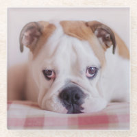 Shy English Bulldog Puppy