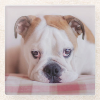 Shy English Bulldog Puppy Glass Coaster