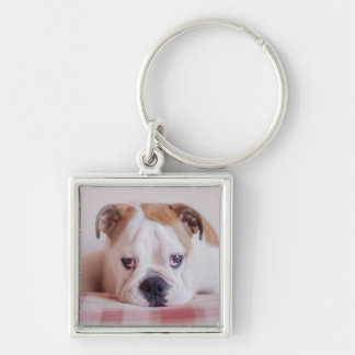 Shy English Bulldog Puppy Key Ring