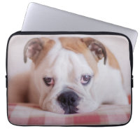 Shy English Bulldog Puppy