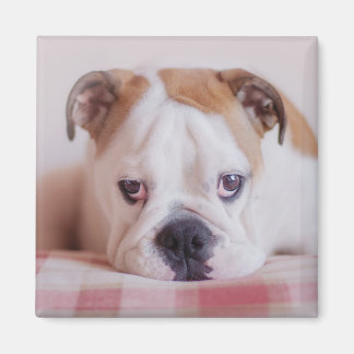 Shy English Bulldog Puppy Magnet