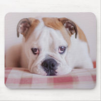 Shy English Bulldog Puppy