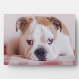 Shy English Bulldog Puppy Plaque
